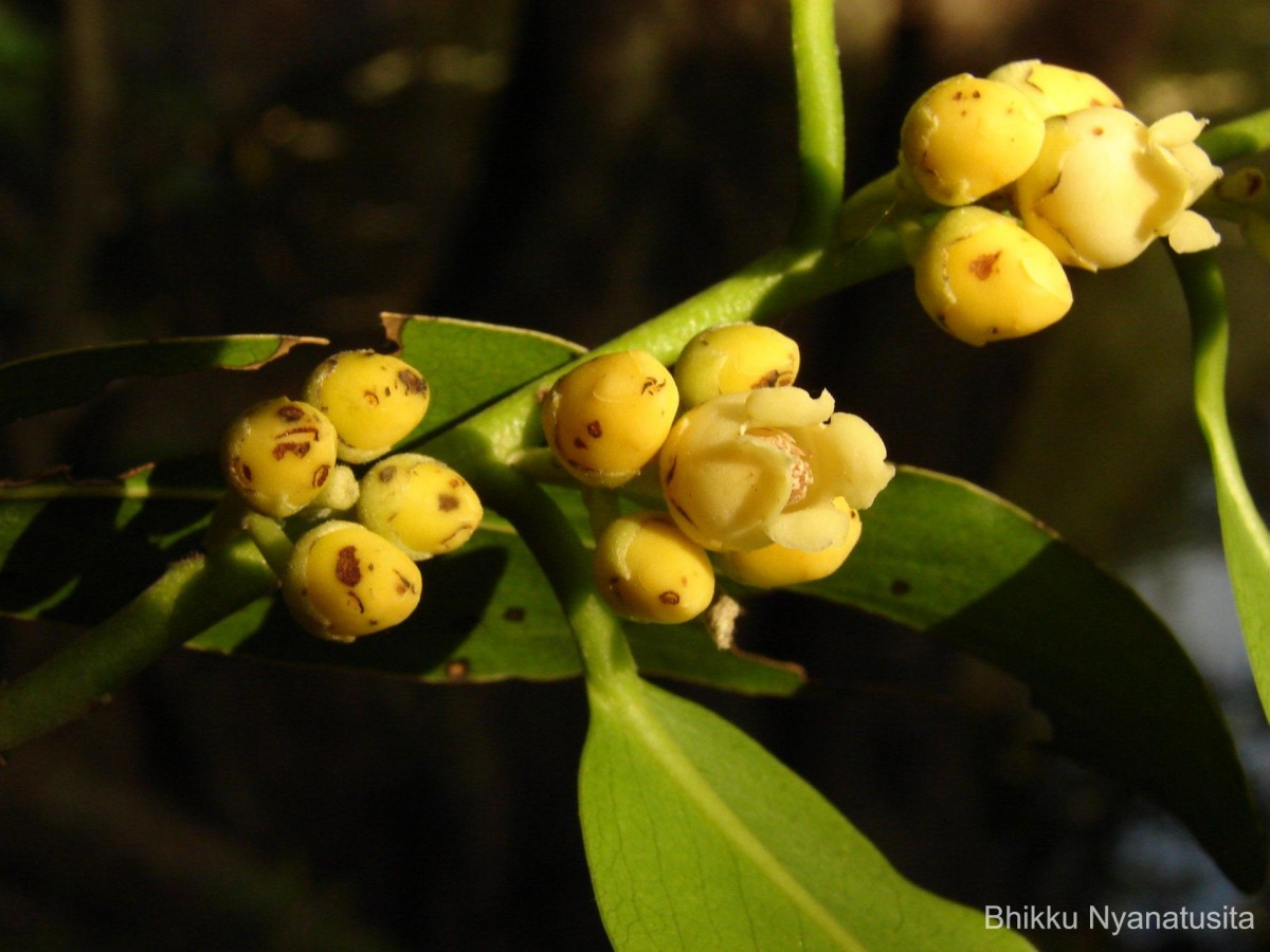 Diospyros malabarica (Desr.) Kostel.